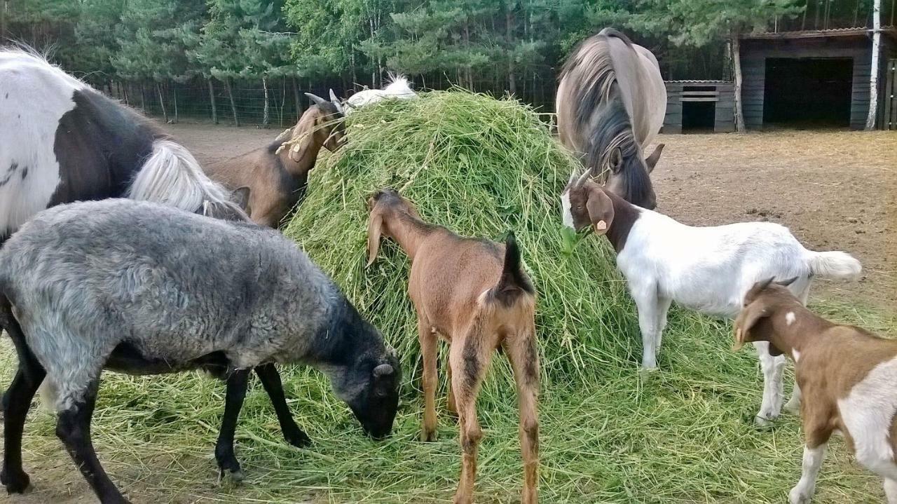 Zagroda Zalipie Gostynin Dış mekan fotoğraf